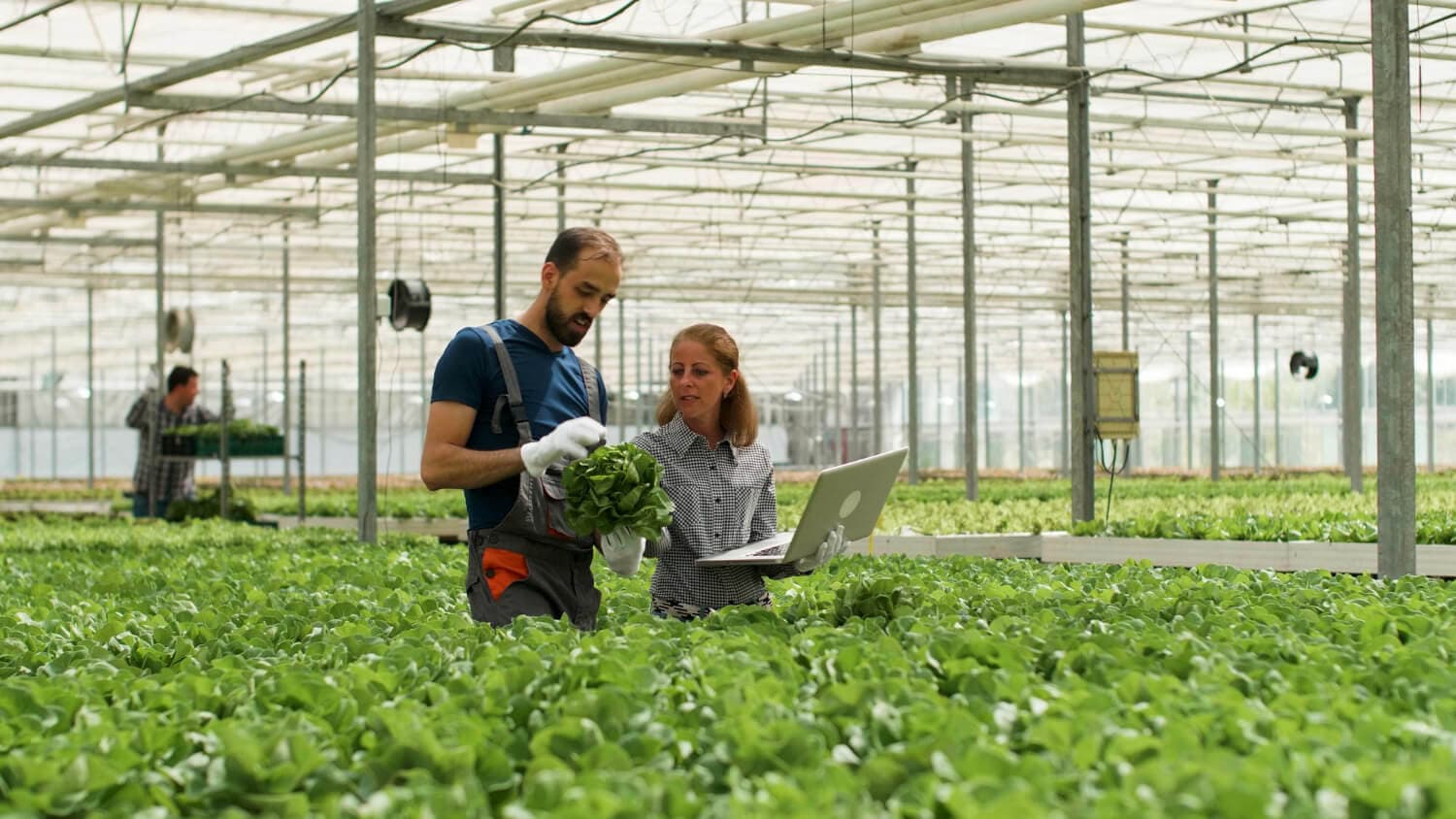 SCV team reviewing crop growth inside a greenhouse