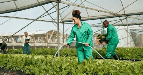 Farm operations team working inside a greenhouse